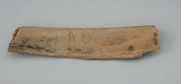 kość z napisem runicznym - Ujęcie przodu kości z góry. Fragment żebra zwierzęcego o nieokreślonym gatunku, obustronnie obłamany. Powierzchnia zabytku jest gładka. Po obydwóch stronach znajdują się płytko wycięte nożem runy zapisane w alfabecie runicznym zwanym futhark (fuþark).
