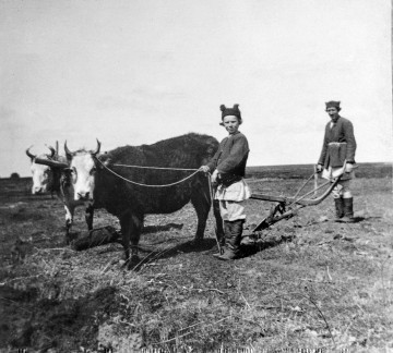 Fotografia czarno-biała przedstawia mężczyznę i nastoletniego chłopca z dwoma wołami podczas prac polowych.