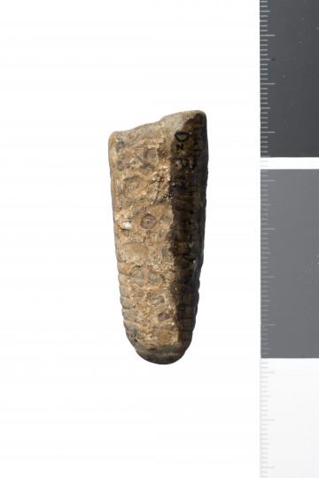 Górna powierzchnia skamieniałości z widocznym napisem zabezpieczony lakierem