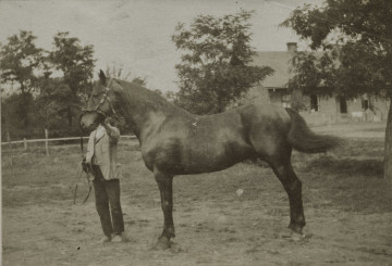 Na zdjęciu znajduje się koń, za nim mężczyzna trzymający go za uprząż.