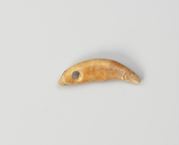 Amulet z zęba zwierzęcego - ujęcie z tyłu; Amulet z zęba małego drapieżnika, z otworem do zawieszania na rzemieniu wywierconym w lewej części.