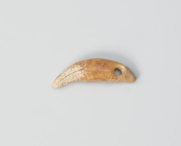 Amulet z zęba zwierzęcego - ujęcie z góry; Amulet z zęba małego drapieżnika, z otworem do zawieszania na rzemieniu wywierconym w prawej górnej części.