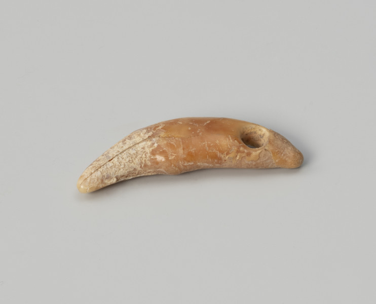 Amulet z zęba zwierzęcego - ujęcie z przodu; Amulet z zęba małego drapieżnika, z otworem do zawieszania na rzemieniu wywierconym w prawej górnej części.