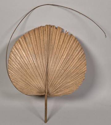 wachlarz z liścia palmowego i mocowane na zewnętrznej obręczy. Wachlarz posiada sztywną, okrągłą konstrukcję