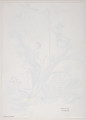 kolaż - Praca w kolorach (różne odcienie): niebieskim, czarnym, brązowym, żółtym, czerwonym, różowym (fioletowym). Przedstawienie czterech chłopców na drzewie, na którego pniu widnieje brązowy napis BURZA. Postacie chłopców, drzewo (dwa pnie oraz gdzieniegdzie liście), drabina zwisająca z gałęzi u dołu, kwiaty oraz trawy - narysowane, podmalowane ekoliną (seledynowoniebieska), także namalowane (liny drabiny, kwiaty); elementy korony drzewa - to naklejone różnokolorowe elementy wycięte z papieru, z plamkowaniami farbami. Widoczny także stojący na ukośnie rosnącym jednym pniu duży maszt (farba) z trzema trójkątnymi flagami (elementy naklejone). Chłopiec stojący na pniu, znajdujący się najbardziej po lewej, ma na głowie czapkę (farby, miejscowo kredka; to dziecięca czapka z pozaginanej odpowiednio kartki papieru), widoczny jest na niej napis: TYTUŁ; jeden z dwóch chłopców znajdujących się na szczycie drzewa, tj. u góry po prawej, ma lunetę (farba) przy oku.