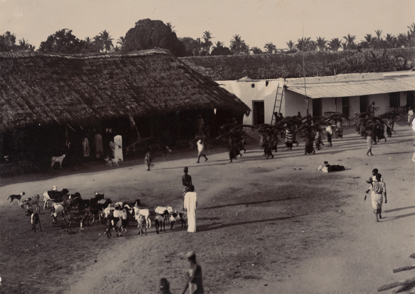 fotografia z albumu Aleksandra Dandelskiego; Elfenbein Karawanen (Tragarze transportujący trzcinę cukrową) - ujęcie z przodu; Fotografia w układzie poziomym przedstawia grupę ok. 20 tragarzy (miejscowych kobiet i mężczyzn) transportujących na swych głowach trzcinę cukrową. Tragarze idą przez osadę - centralny plac lub drogę. Spoglądają na nich miejscowi ukryci pod dachami lokalnej i kolonialnej zabudowy. Na pierwszym planie widać małe stado kóz oraz pilnujące je dzieci. Pod nogami biegają psy.