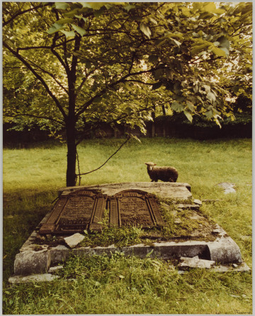 fotografia - Zdjęcie przedstawia dwie macewy leżące na betonowym podeście. Za podestem widoczne drzewo (w lewym rogu) oraz stojąca na trawie owca (w prawym). W tle widać trawę.
